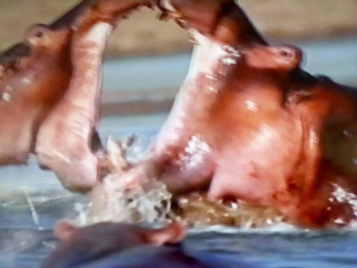 נאיוואשה Hippo Safaris Resort מראה חיצוני תמונה
